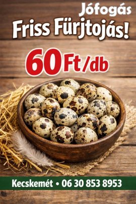 Fürj tojás Kecskeméten