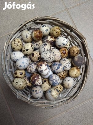 Fürj tojás eladó