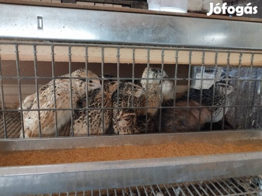 Fürj tojás eladó 