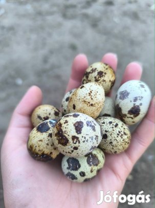 Fürj tojas étkezésre