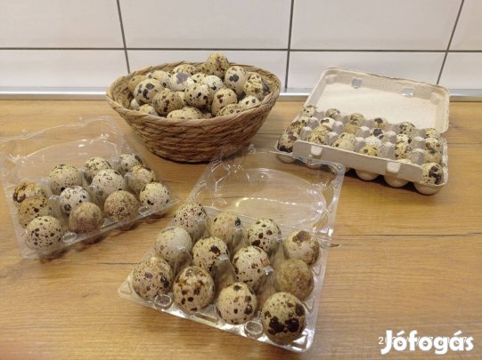 Fürj tojás keltetésre és fogyasztásra