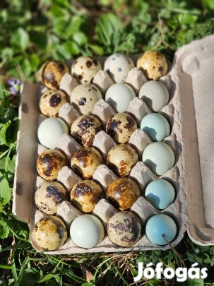 Fürj tojás vegyes nagytestű fajtákból keltetésre!