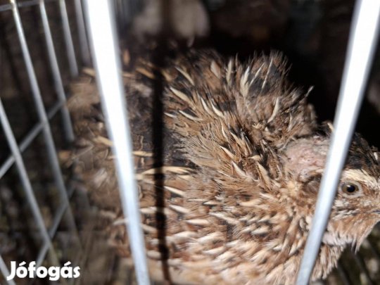 Fürjek(csak kakasok)