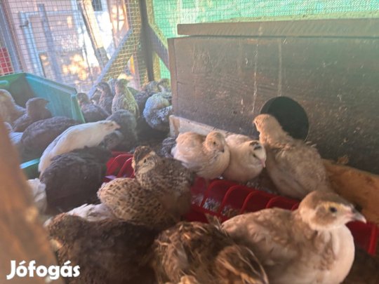 Fürjek felszámolás miatt eladóak!