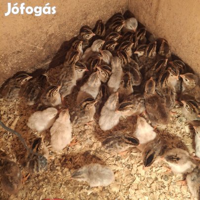 Fürjek vegyes ivarban. 