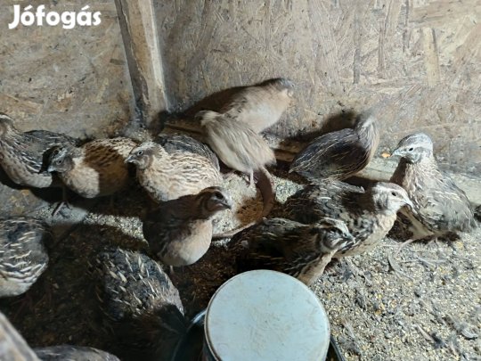 Fürjkakasok, és japán csirkék eladók