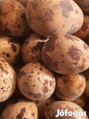 Fürjtojás eladó 