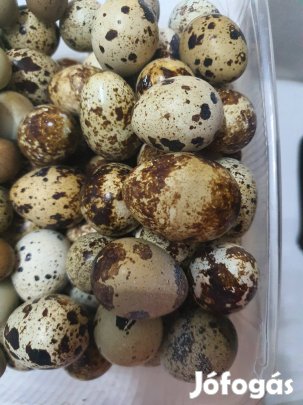 Fürjtojás eladó