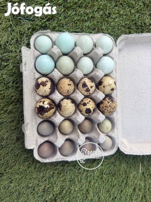 Fürjtojások Több Féléből Egy Helyen keltetésre, gazdasági