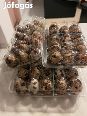 Fürjtojások felhasználót, új gazdát keresnek