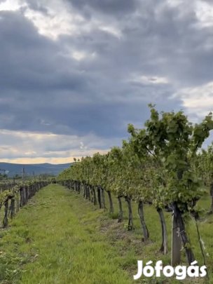 Furmint szőlő terület Mád Holdvölgy / Tokaj Hegyalja 