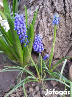 Fürtös gyöngyike hagymák