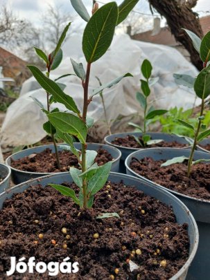 Fűszerbabér, laurus nobilis, nemesbabér eladó