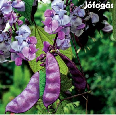 Futó illatos ehető Jácintbab