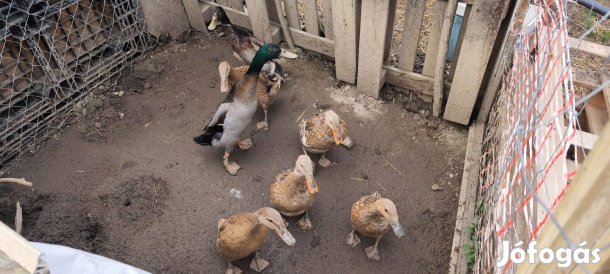 Futó kacsa eladó