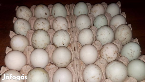 Futo kacsa futokacsa tojás