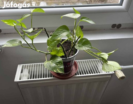 Futóka, műanyag cserépben