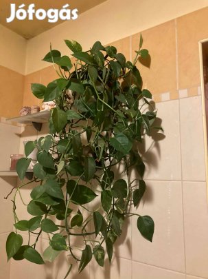 Futóka eladó -Epipremnum