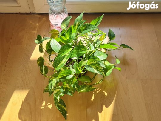 Futóka szobanövény