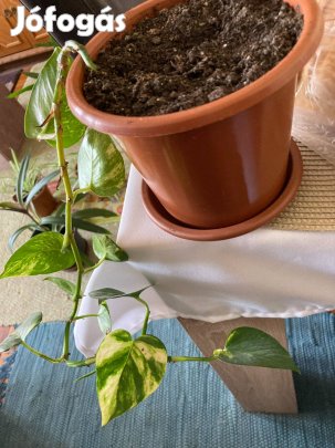 Futóka szobanövény