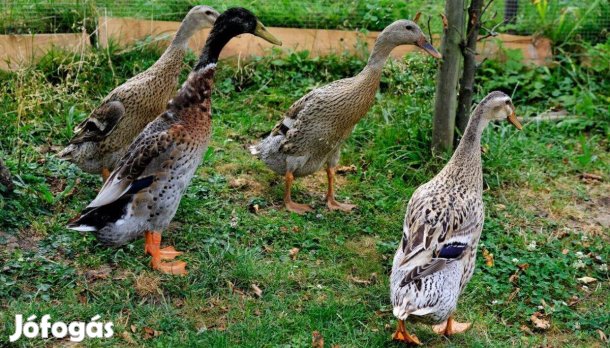 Futókacsa csapat eladó