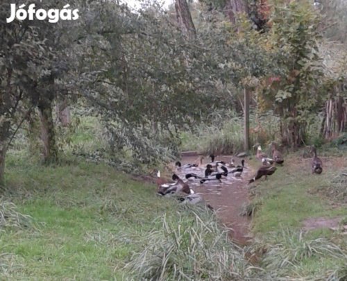 Futókacsa csapat költözne