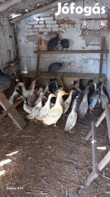 Futókacsa gácsér 5000/db