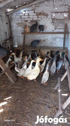 Futókacsa gácsér 5000/db