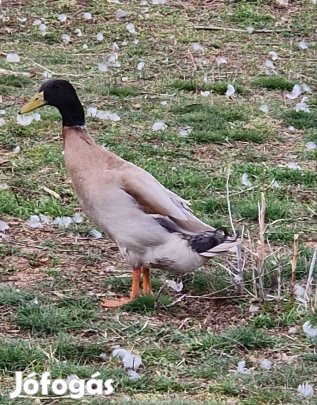 Futókacsa gácsér eladó