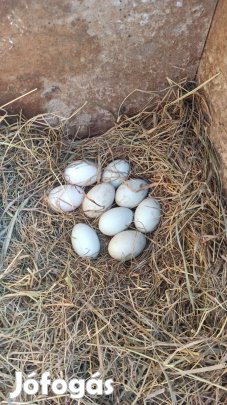 Futókacsa tojás