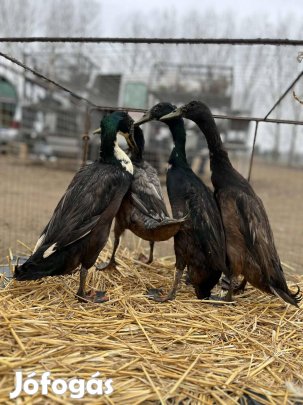 Futókacsa tojó és gácsérok 