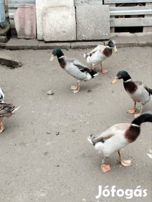 Futókacsák eladók!