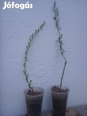 Fűzfa csemete földlabdás 2. éves 25-30 cm