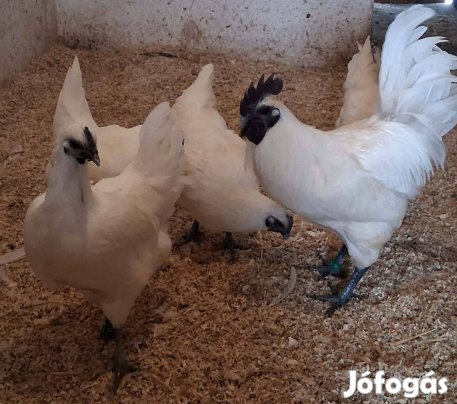 Ga H Mong baromfiktól tojás kapható