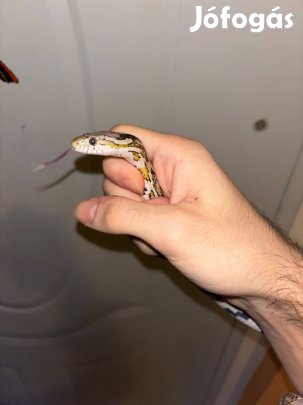 Gabonasikló Anery B