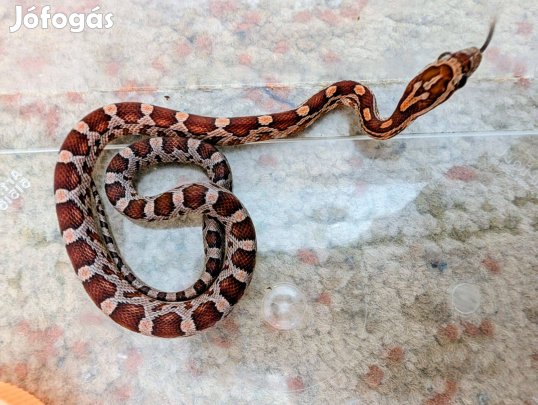 Gabonasikló eladó