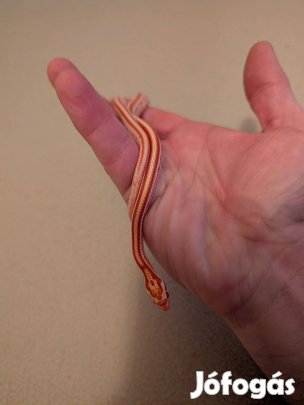 Gabonasiklók eladók