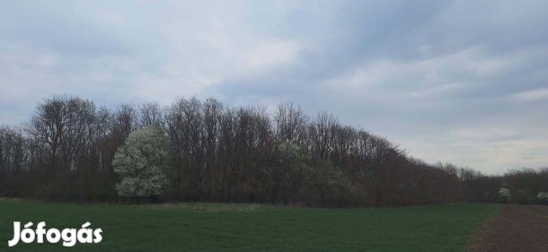 Gáborján mellett 15 hektár erdő eladó!