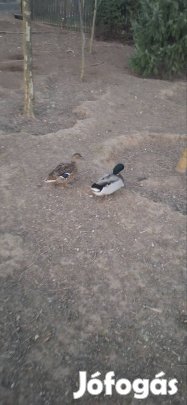 Gácsér és tojó kacsa