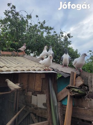 Galamb, galambok eladóak Encsen