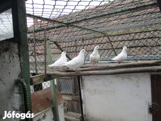 Galamb eladás