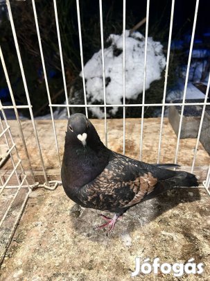 Galamb eladó