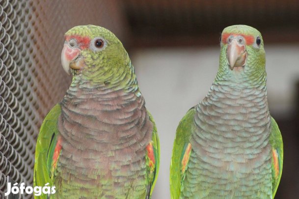 Galambbegyű amazonok