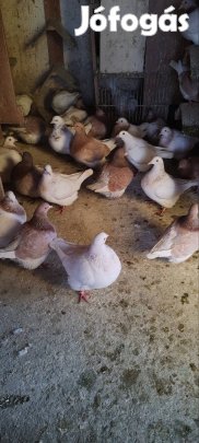 Galambok eladóak 