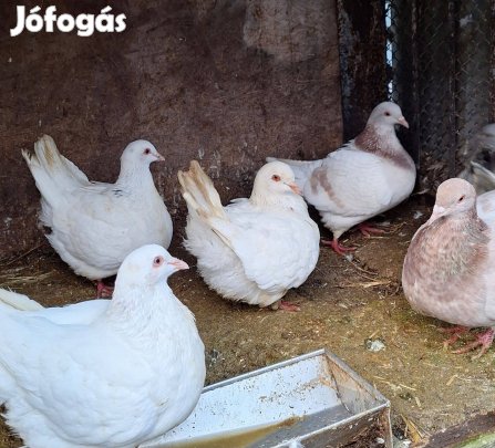 Galambok eladóak már 1.000 Ft-tól