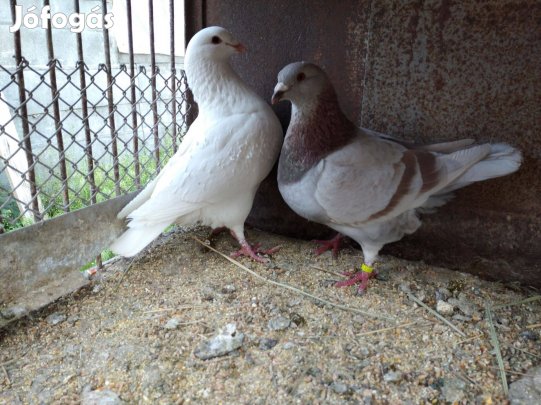 Galambok eladók Gyömrőn