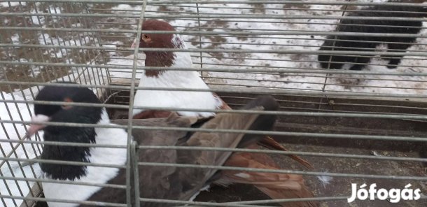 Galambok eladók Mendén