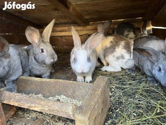 Galambok és nyulak eladók