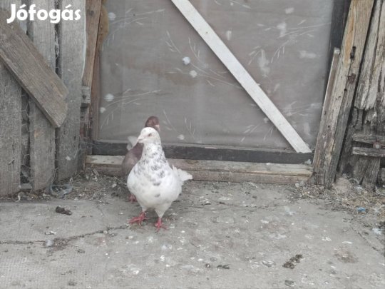 Galambok gazdisodnának! 