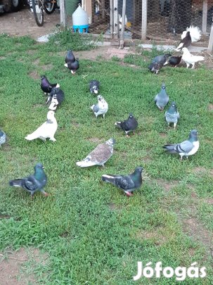 Galambok költöznének